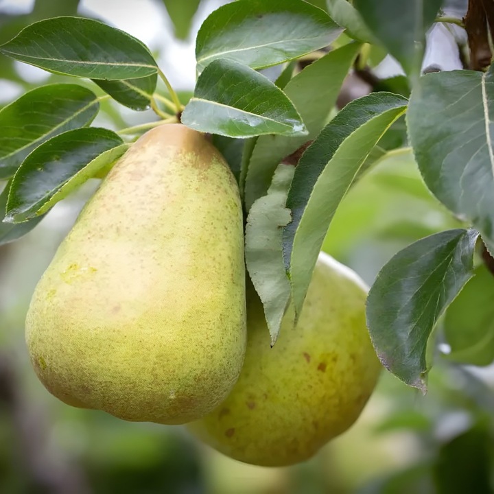 Pom fructifer, Par Williams Galben