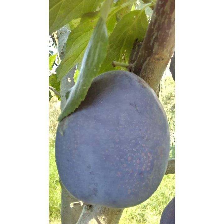 Pom fructifer, Prun – Soiul Record