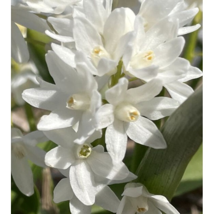 Puschkinia Libanotica Alba - Viorea Libaneza - pachet 5 bulbi