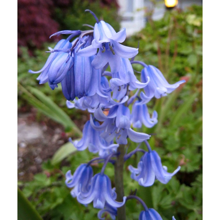 Scilla Campanulata Albastra, Clopotel Spaniol - pachet 3 bulbi