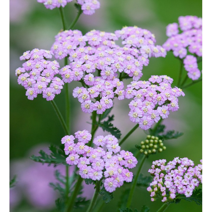 Achillea millefolium 'Lilac Beauty', Coada soricelului decorativa, 1 radacina nuda
