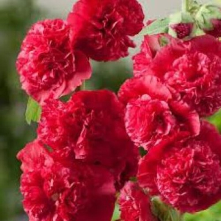 Alcea Rosea Chater's Red, Nalba de gradina cu flori rosii, 1 radacina nuda