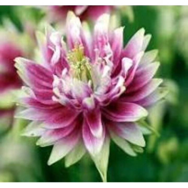 Aquilegia Nora Barlow, Caldarusa, 1 radacina nuda