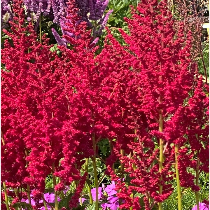 Astilbe Hot Pearls, 1 radacina nuda