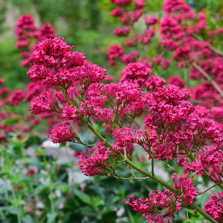 Valeriana rosie sau Barba lui Jupiter, Centranthus ruber coccineus, la ...