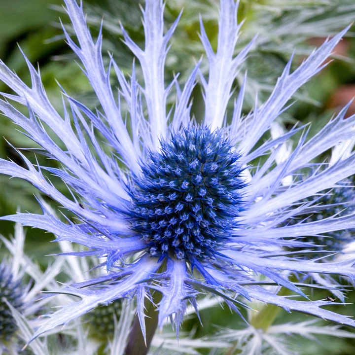 Eryngium Planum, Ilfinul de Mare, pachet 5 radacini nude