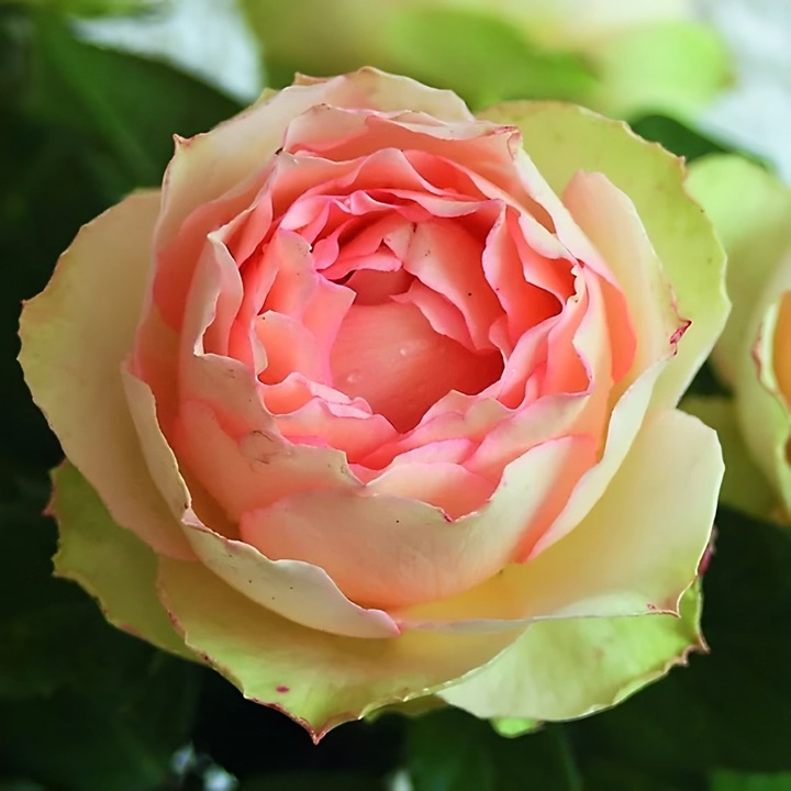 Филиз Jalitah Rose, рязане