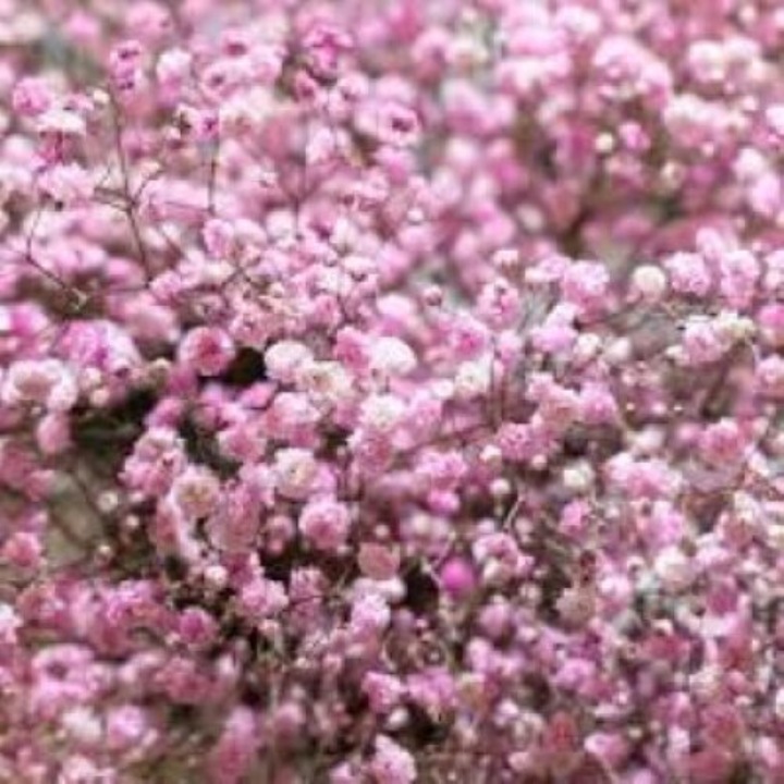 Gypsophila paniculata Rose, Floarea Miresei, 1 radacina nuda