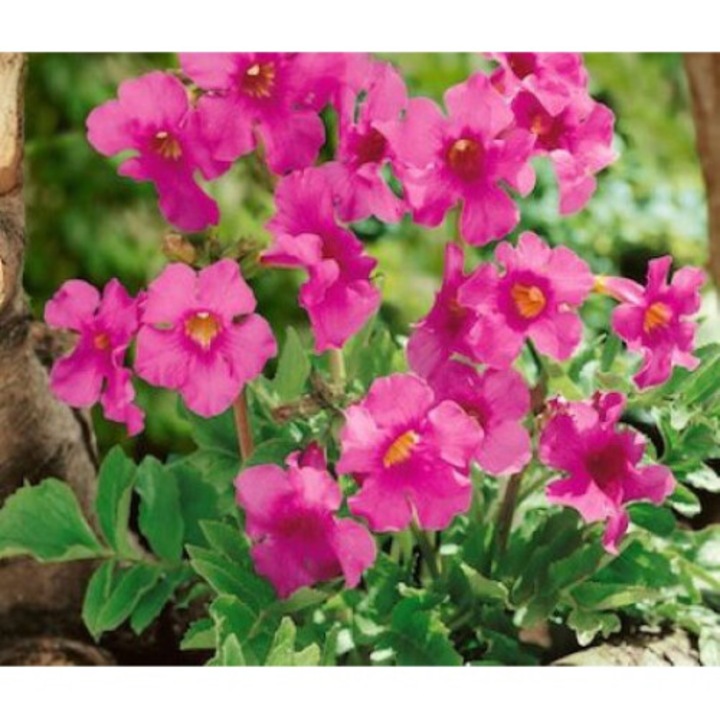 Incarvillea delavayi, Gloxinia rezistenta de gradina, 1 tubercul