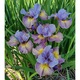 Stanjenel, Iris Siberian Sun Comes Up, 1 tubercul