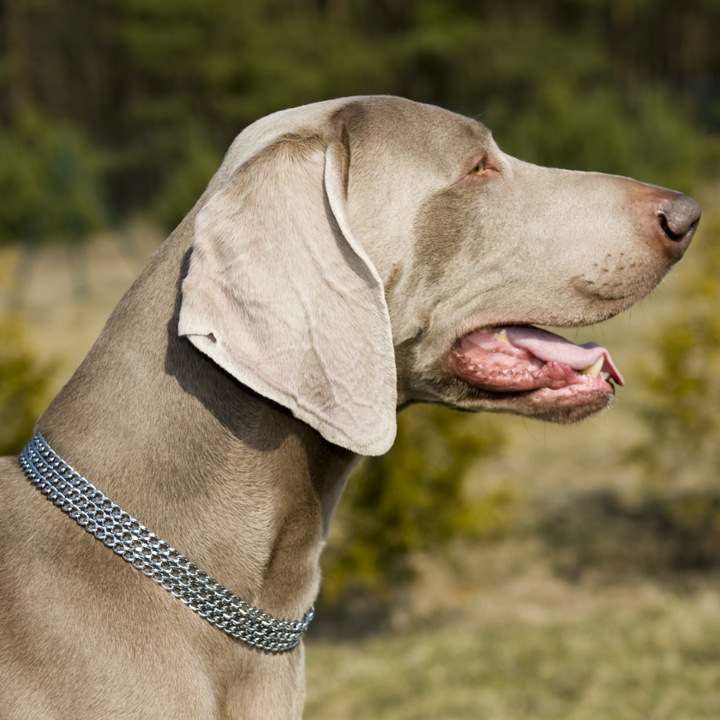 Zgarda dresaj Dingo, reglabila, metal, crom, 3 randuri, M 45cm