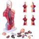 Macheta Corp Uman 3D – Model Anatomic Educational de 28 cm cu 15 Organe Detasabile, Fudisenn®, realziat din pvc ecologic, pictat manual, culori realiste, ideal pentru studenti, doctori, medici, elevi, profesori, mulaj tors uman rezistent la socuri