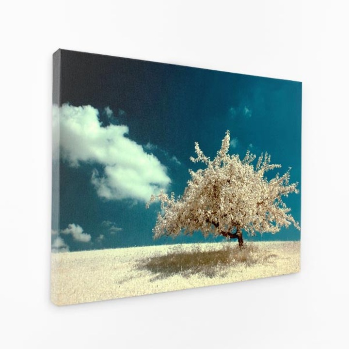 Картина на платно - цъфнало дърво в снежна буря природа красота зима - 70x50 см