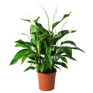 Plante in ghiveci