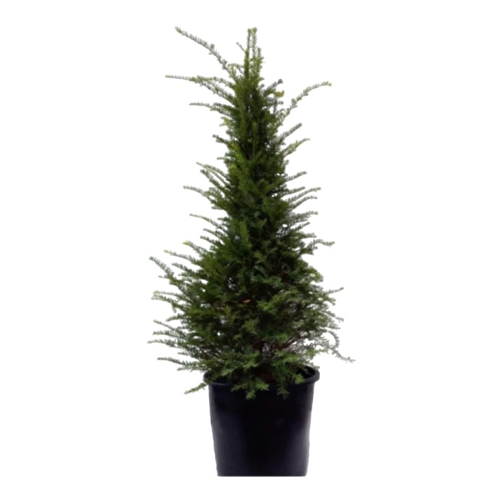 Tisa Piramidala, Taxus Baccata Pyramidalis, ghiveci 25L, H 80-100 cm, vesnic verde