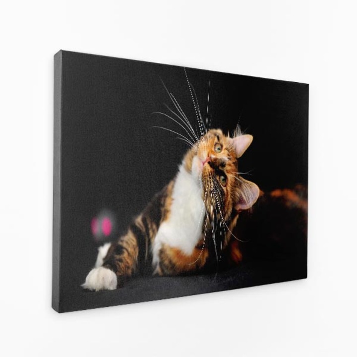 Комплект от три платна - котка, гледаща нагоре към камерата с разперени мустаци - 150x100 см