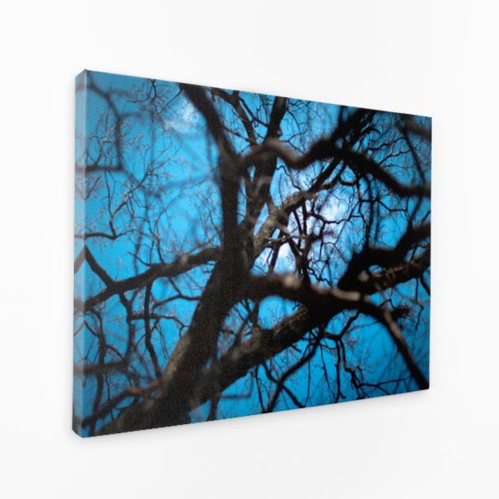 Картина на платно - клони на дърво, достигащи небесно синьо небе - 40х60 см