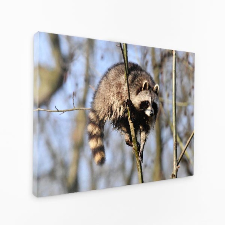 Комплект от три платна - приключение изкачване на миеща мечка - 150x100 см