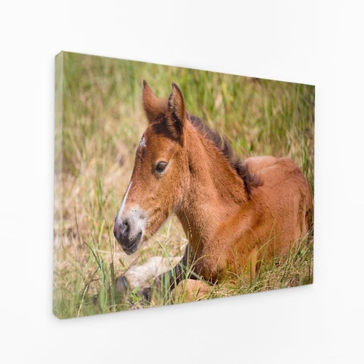 Картина на платно - Лежа в тревата Кафяв кон Жребе - 140x90 см