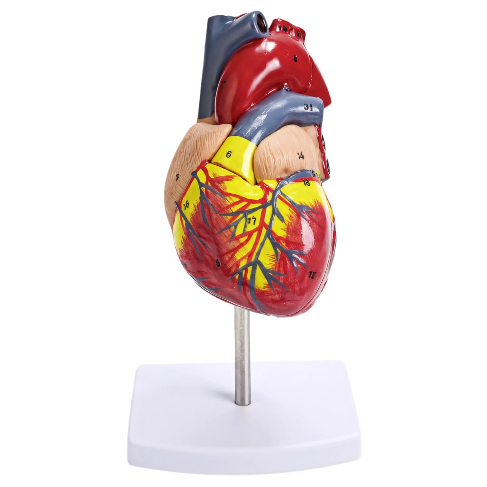 Model Inima Model Inima Umana, 1:1, 2 Parti, 34 Structuri Anatomice, Multicolor ...
