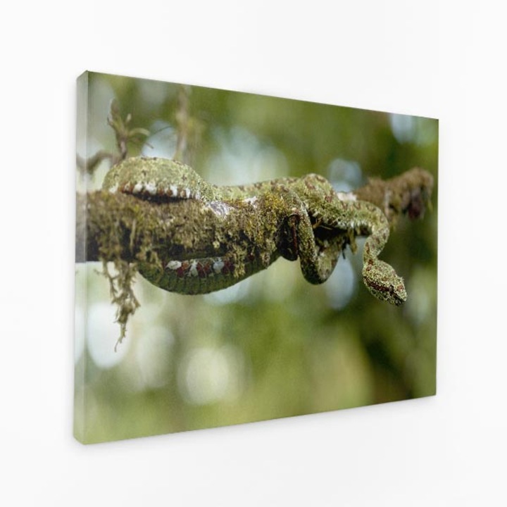 Комплект от три щампи на канава - Зелен гущер, клон на дърво, свит нагоре - 150x100 cm