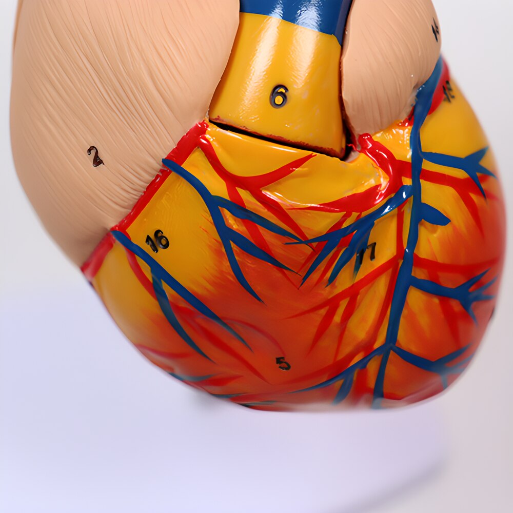 Model Inima Model Inima Umana, 1:1, 2 Parti, 34 Structuri Anatomice, Multicolor ...