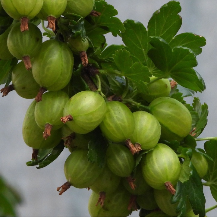 Coacaze albe Invicta 2L