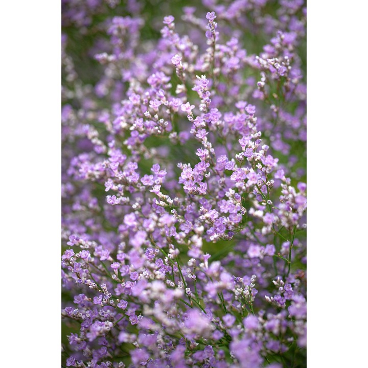 Limonium latifolium, Levantica de mare la ghiveci P9