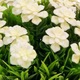 Planta artificiala, tip Gardenia, cu ghiveci din ceramica, Naimeed D6929, 12x10 cm, Alb/Verde