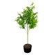 Изкуствено декоративно растение, тип Буксус, Naimeed D6962, 80 см, Зелено
