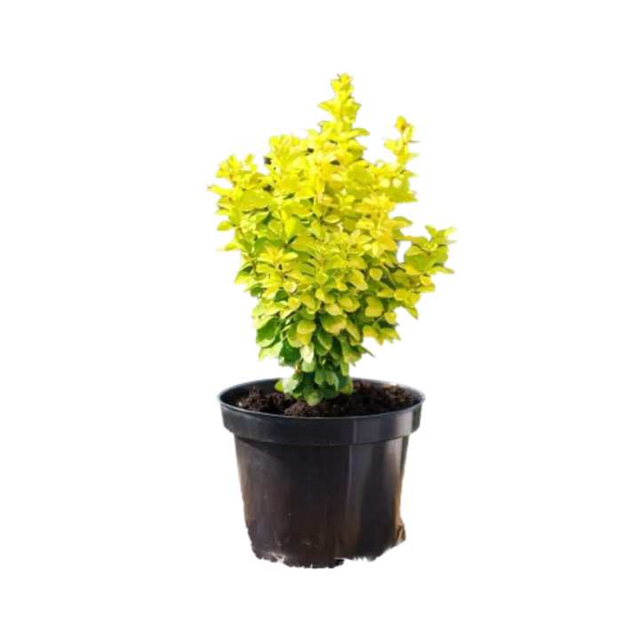 Berberis thunbergii Golden 20 cm