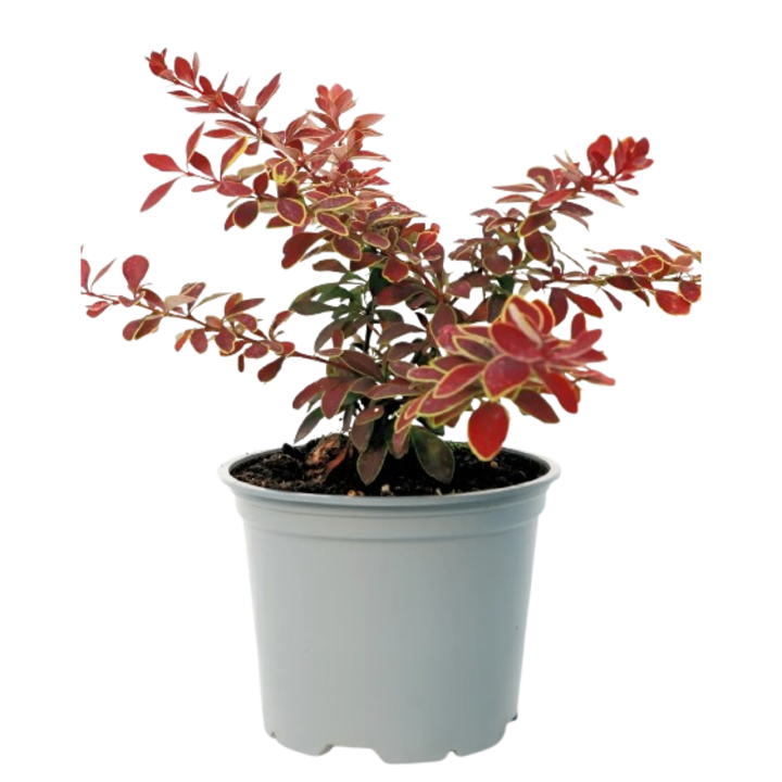 Berberis Golden Ring