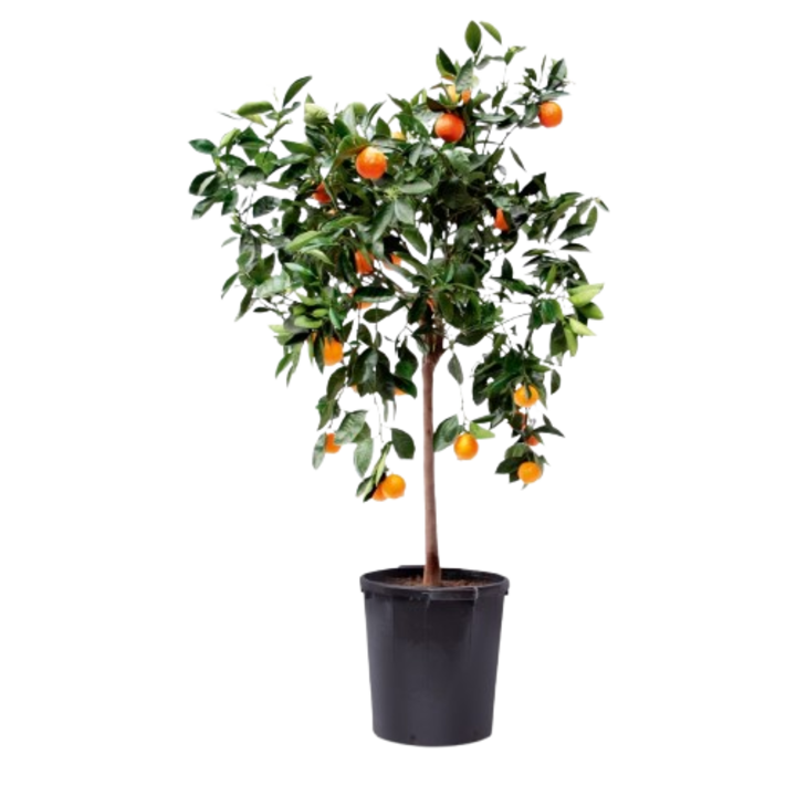Citrus sinesnsis -ARANCIO 50 cm