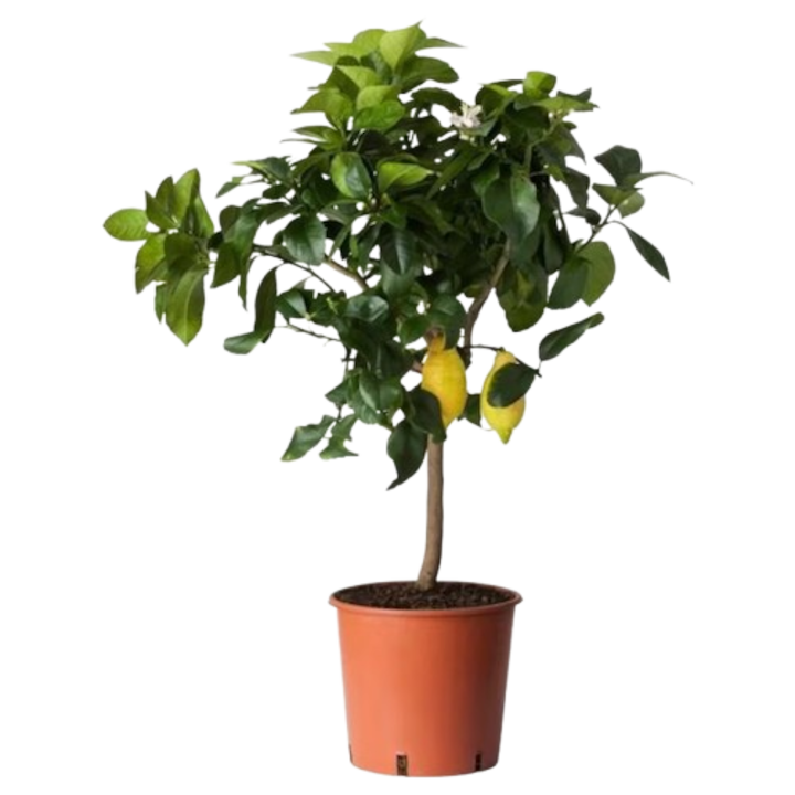 Citrus Limon, Lamai, H 70-90 cm, ghiveci 5 L