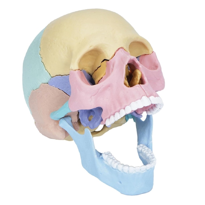 Macheta craniu uman 1:2, 17 parti mobile, cu 10 carti explicative, copii 3 ani+, plastic, 11x14.5x8.6cm, multicolor