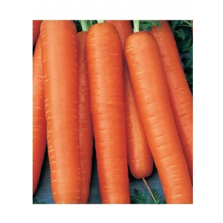 Seminte Morcov Touchon