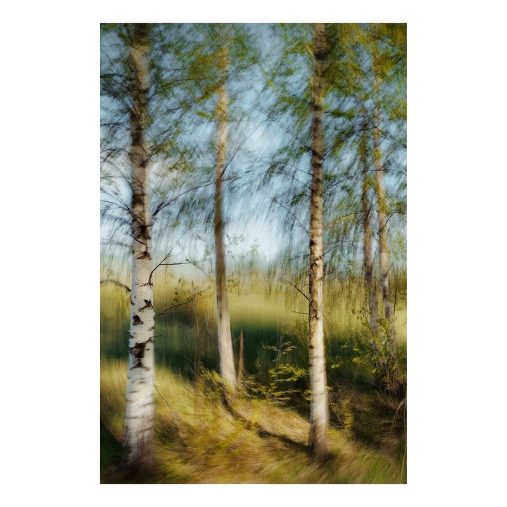 Картина на платно, "Ефирният танц на брезовата гора", 100x150 см