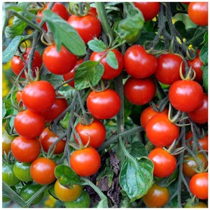 Bulbi, seminte si rasaduri