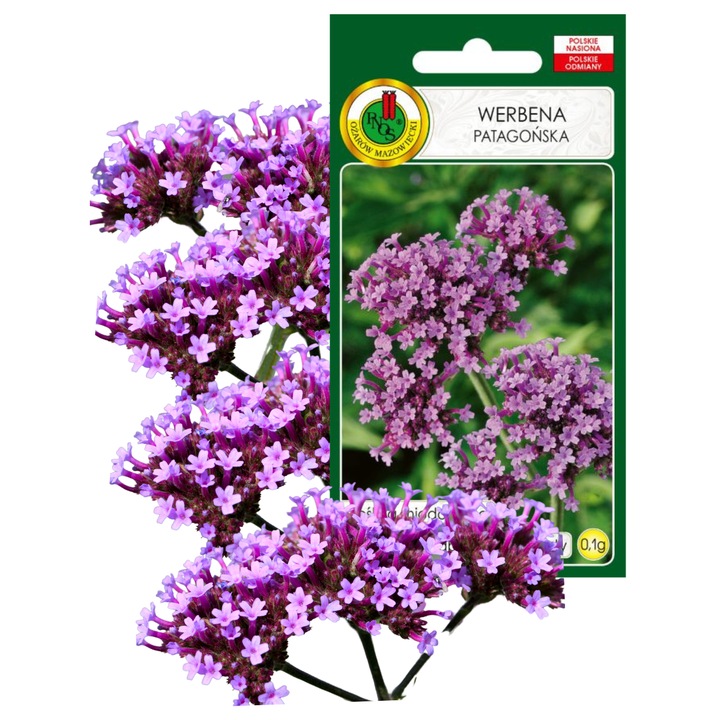 Seminte Verbena Patagoniana Miododatoare Flori Mici Violete, PNOS, fara OMG, 0.1g