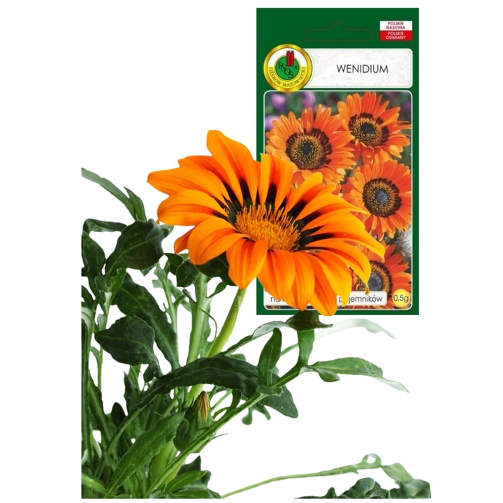 Seminte Wendyum Portocaliu Flori Marete pentru Gradini si Flori Taiate, PNOS, fara OMG, 0.5g