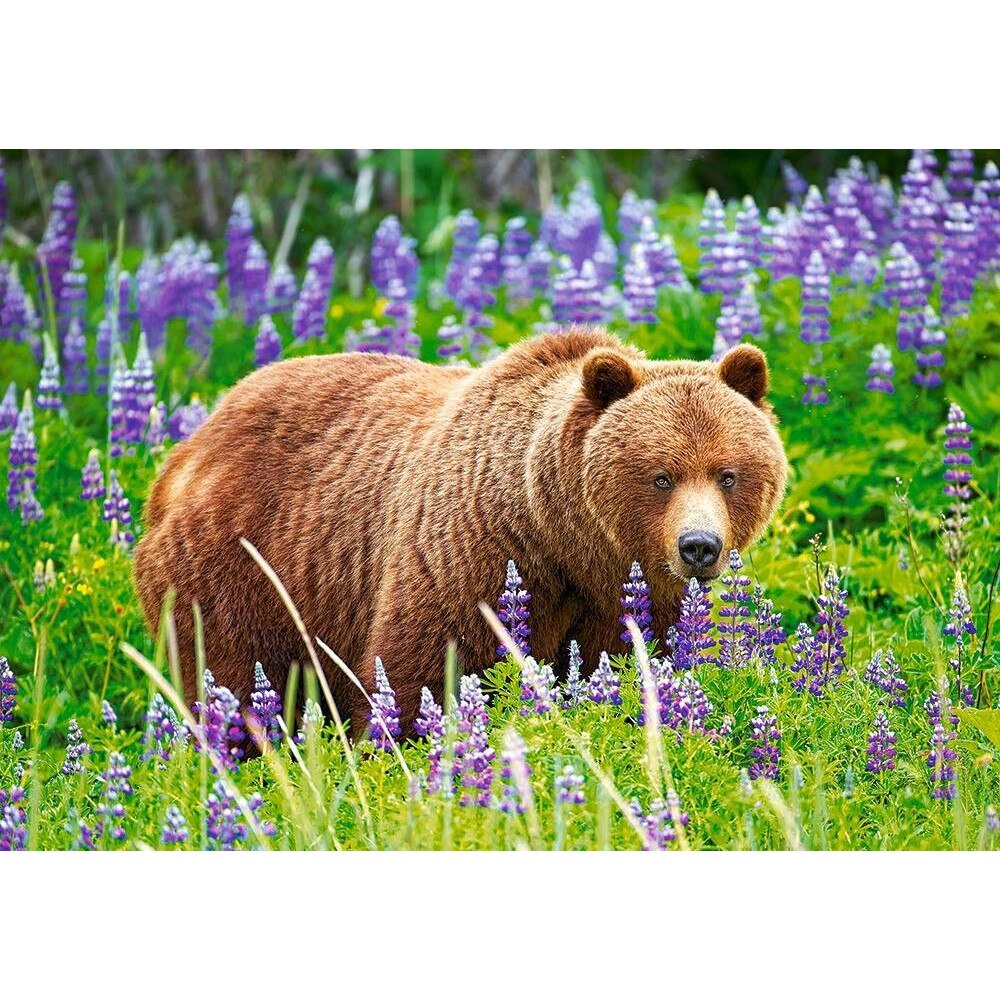 Puzzle Castorland Urs pe Pajiste 52677, 500 piese