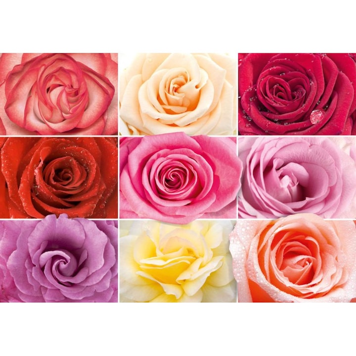 Фототапет DEGRETS 84552, Цветни рози, Размери: 204x291см