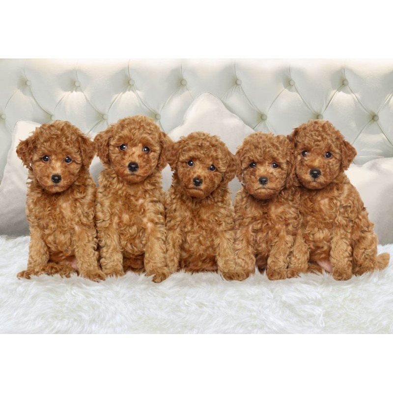 Fototapet DEGRETS 84508 Prieteni adevarati 136x194cm