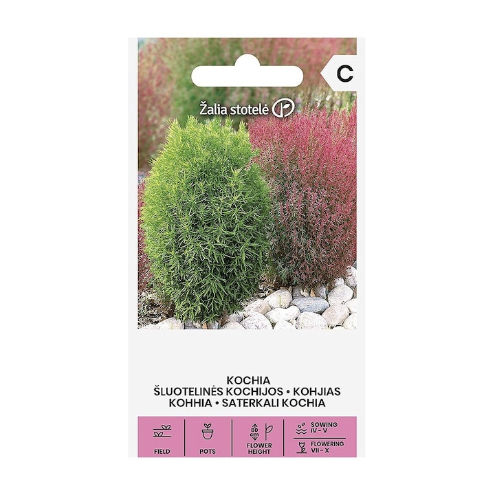 Seminte, Cipru de gradina Kochia, Žalia Stotelė, plic, 0.3 grame