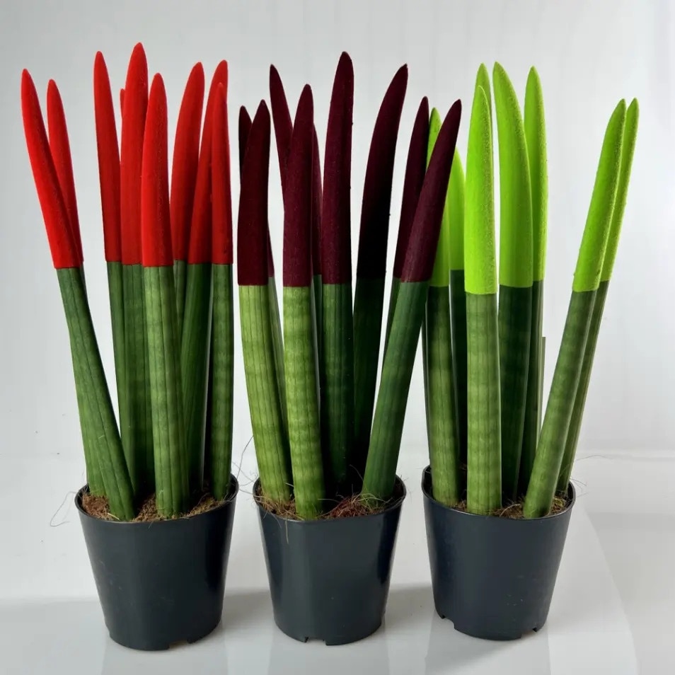, Sansevieria Cylindrica Velvet Touch, 20  - eMAG.bg