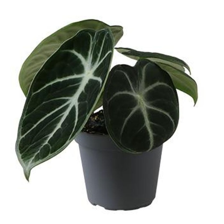 Planta naturala de interior Alocasia reginula 'Ninja' D6