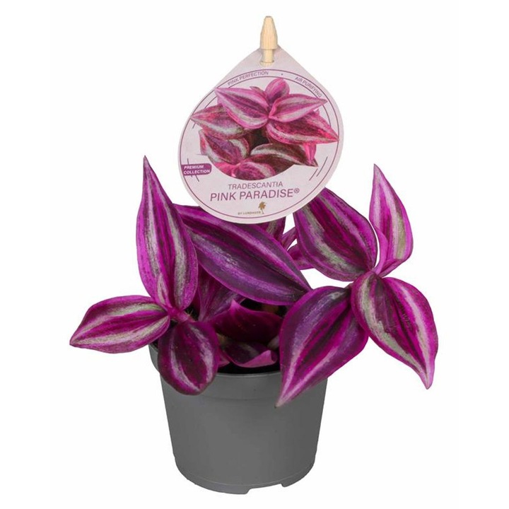 Planta naturala de interior Tradescantia 'Pink Paradise'