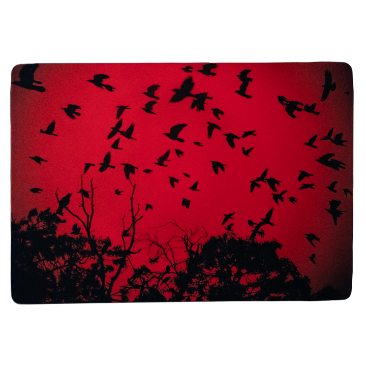 Carte Postala Bucuresti, Colonia de Ciori din Parcul Cismigiu, Carton Mat, 10x15 cm