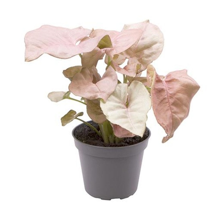 Természetes beltéri növény Syngonium podophyllum 'Neon' D6