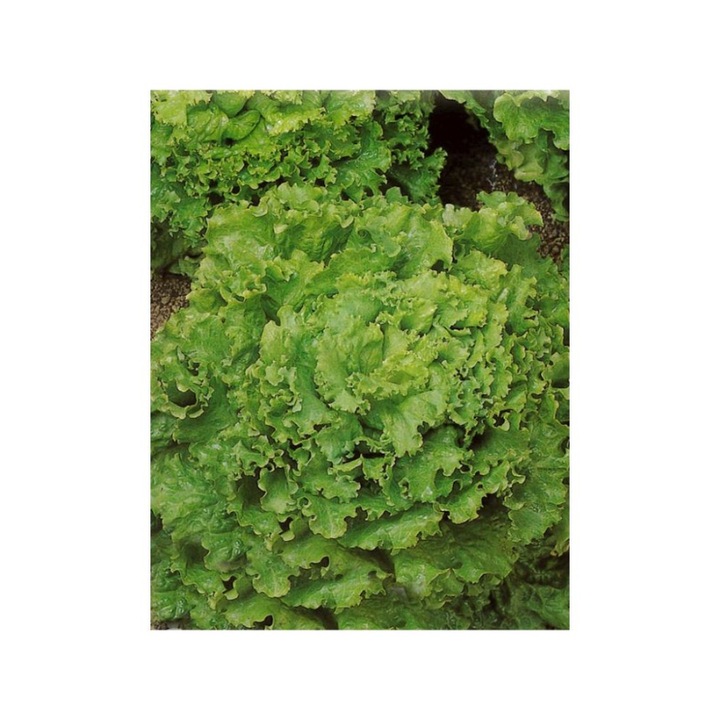 Saláta Gentilina magok